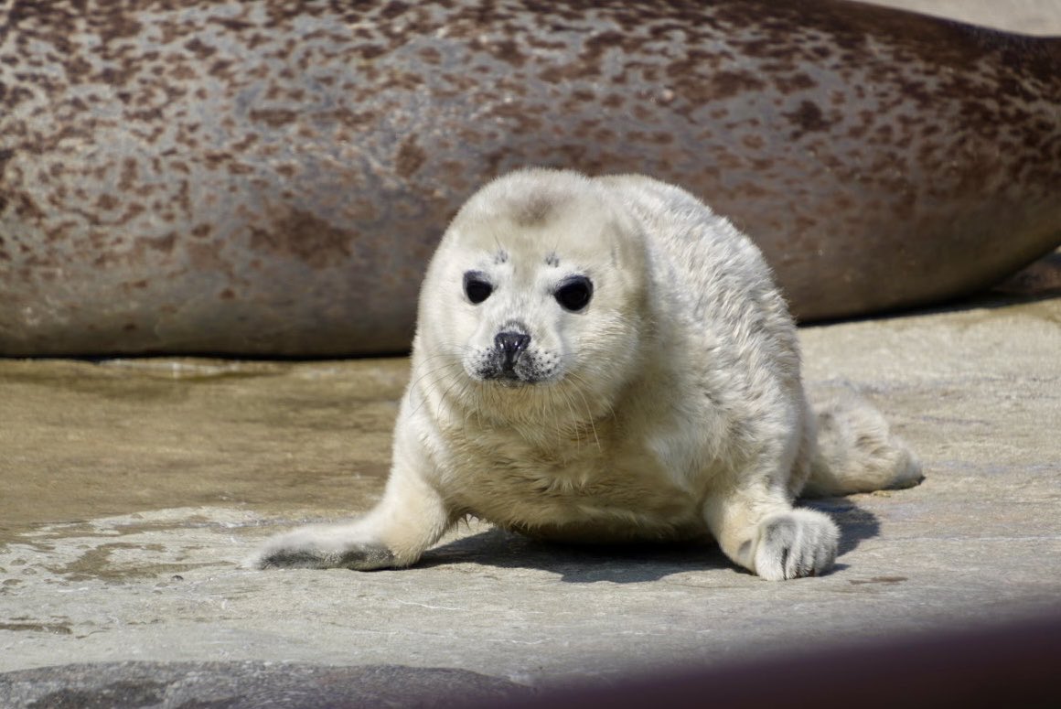 もふもふ tweet media