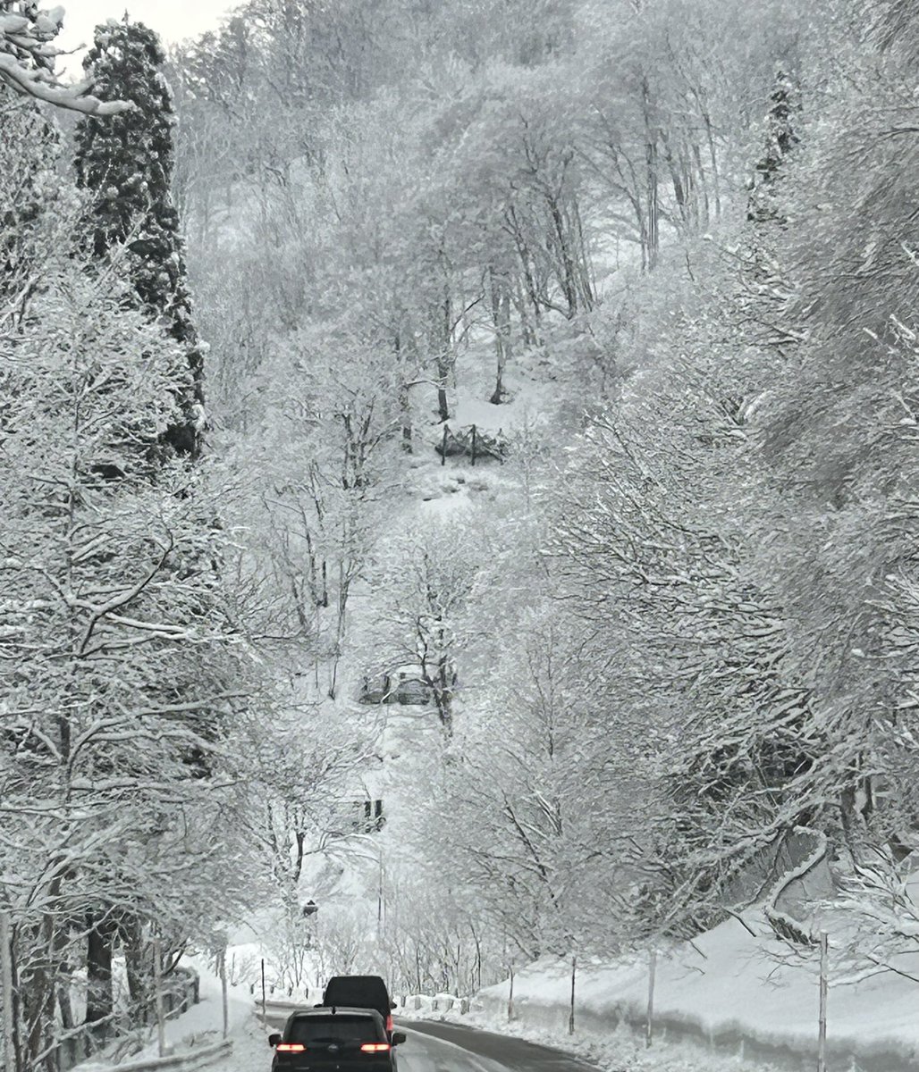 ☀️午前の緑茶🍵 tweet media