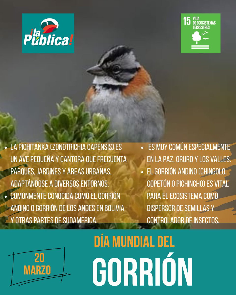 La Pública BO tweet media