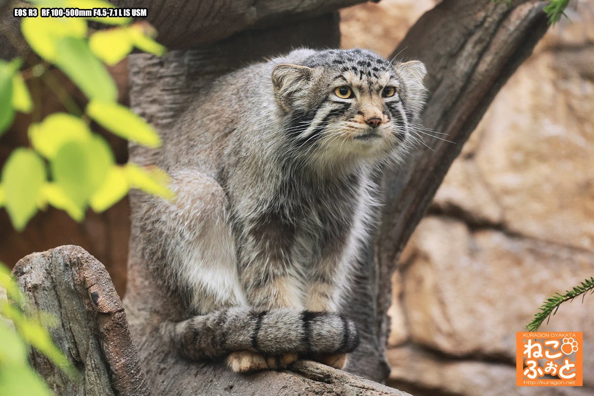 クラゴン親方ฅ(^ΦωΦ^ฅ)ﾆｬｱ tweet media