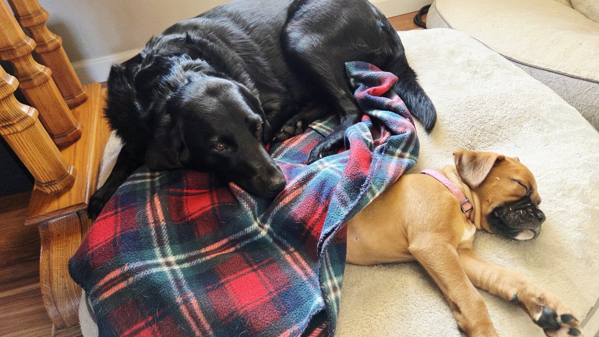 SteelToeStats tweet media