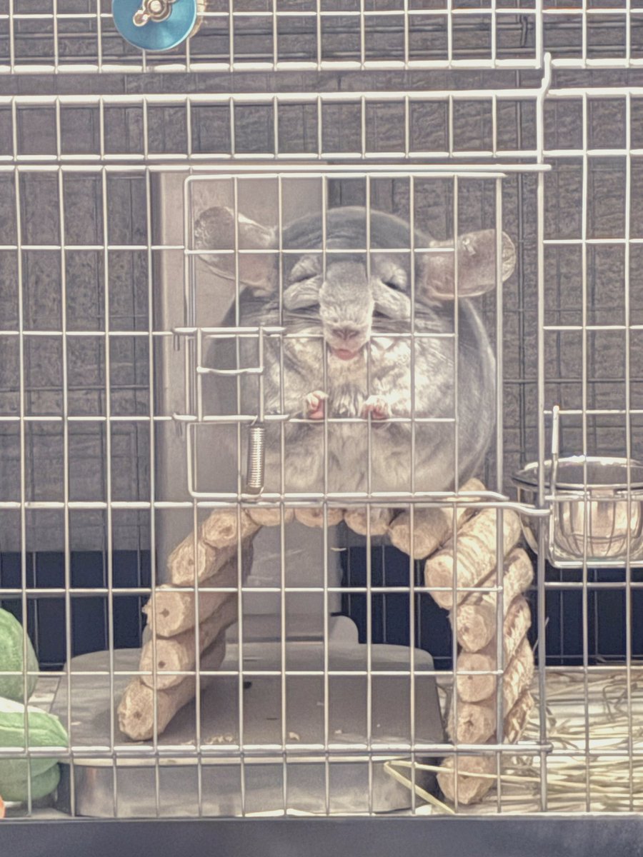 正円率99.9%チンチラw

#チンチラ
#chinchilla