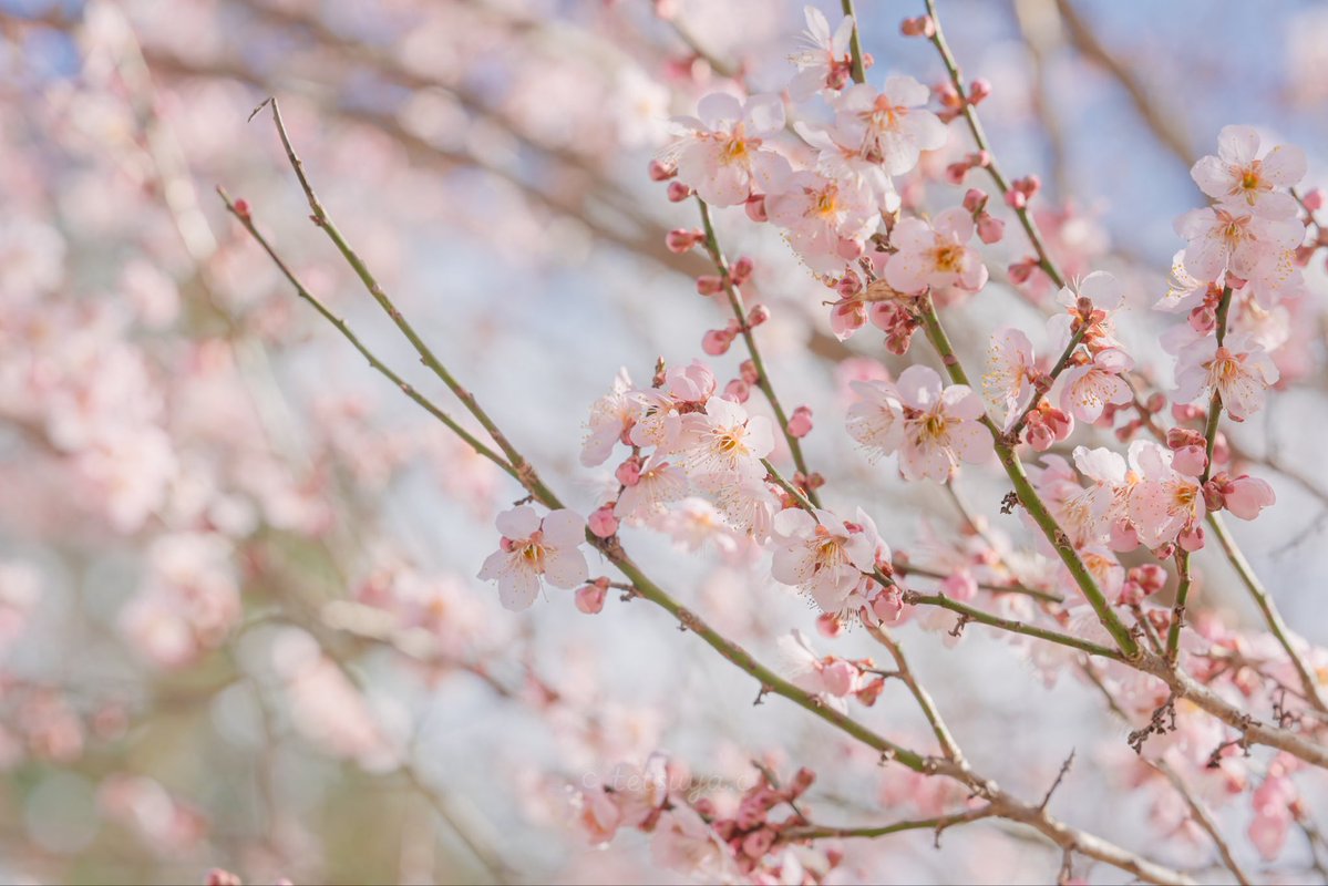 ちっしー tweet media