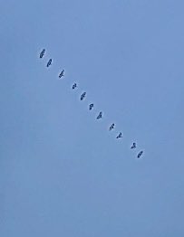 hapandcarol's tweet photo. #HAPPINESS is the Canada Geese returning to Red Deer on the first day of Spring after migrating from the south. Spring is here! #CanadaGeese #migration #RedDeer #Spring https://t.co/Ejw1zQuuGs