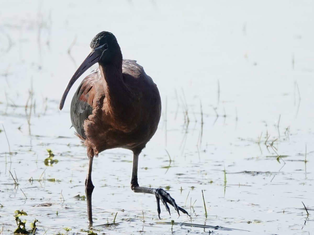 Sharon Wood (nee Loose) tweet media