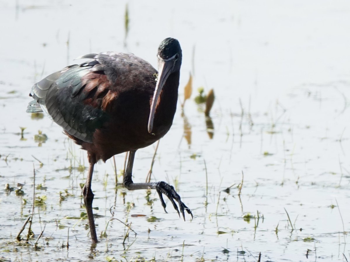 Sharon Wood (nee Loose) tweet media