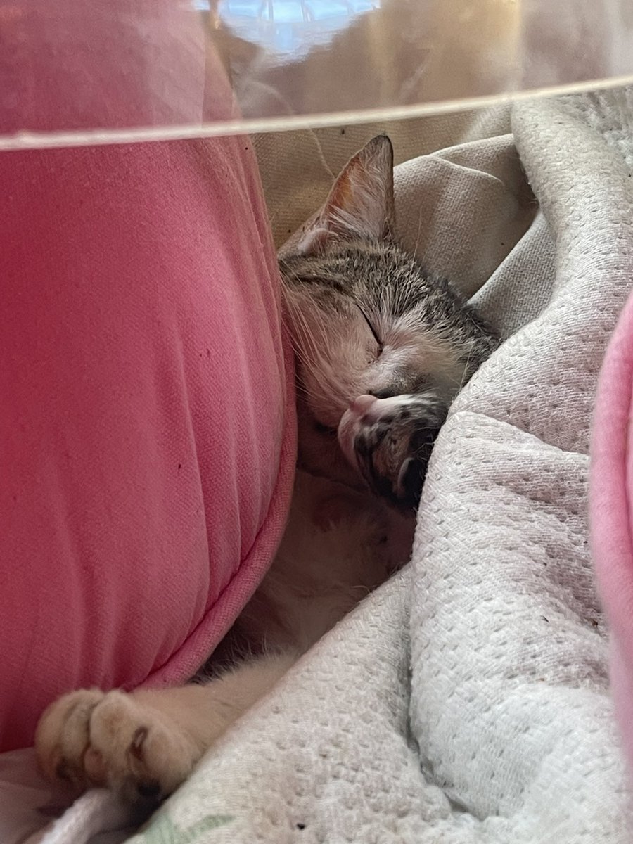 JohnnyBots tweet media