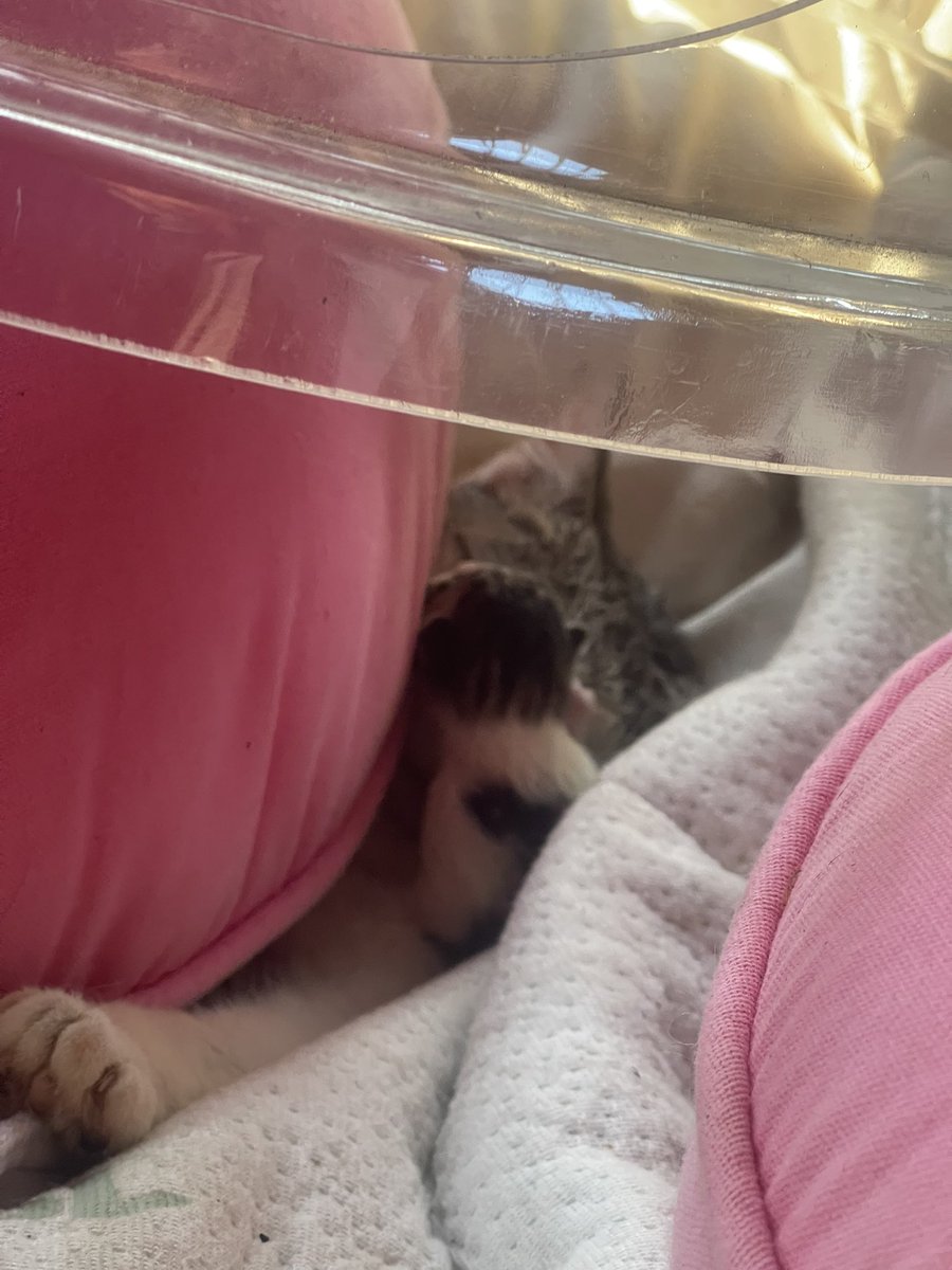 JohnnyBots tweet media