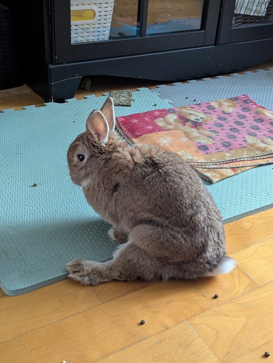 rocky.. 🍁 tweet media