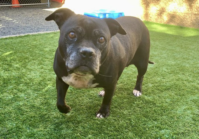 Save America🐺💔 🇺🇸 💪🦅⌛️🙏 Save America tweet media