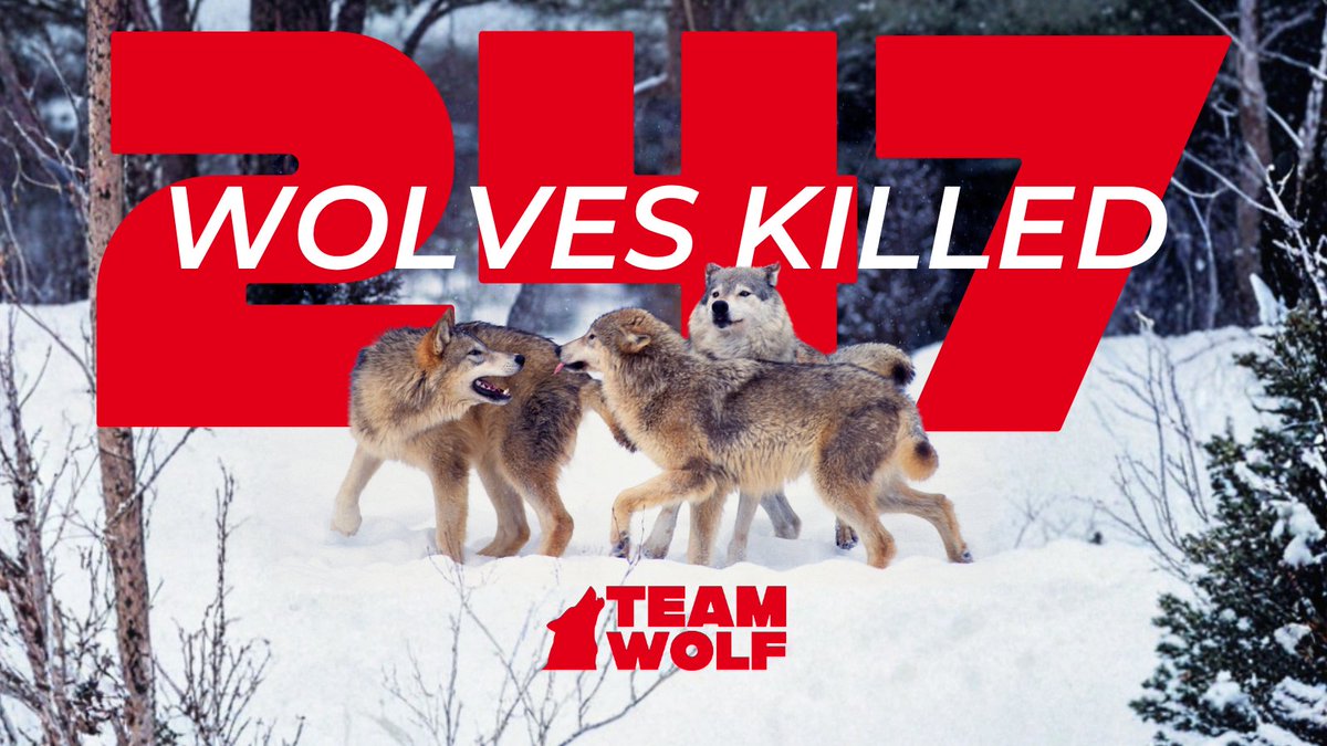 Team Wolf tweet media