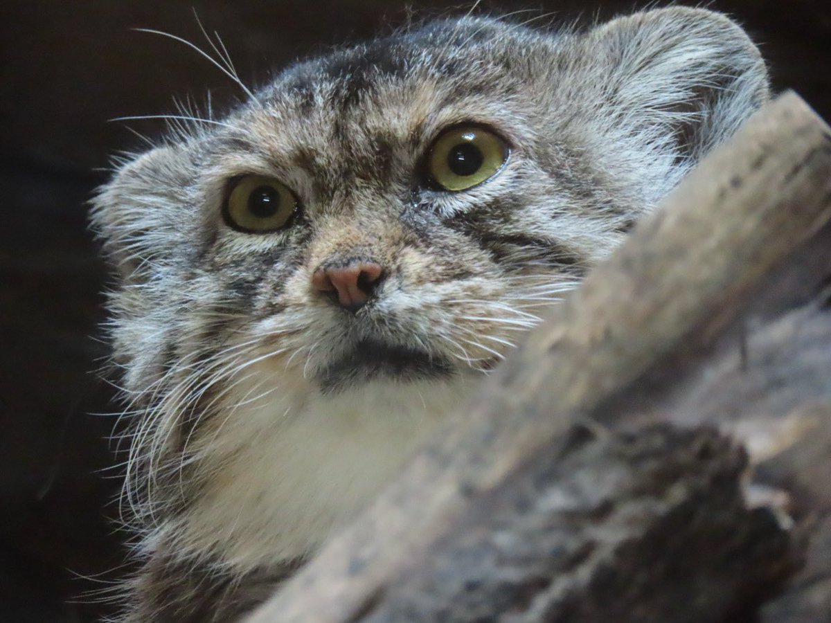 ゆーや★ tweet media