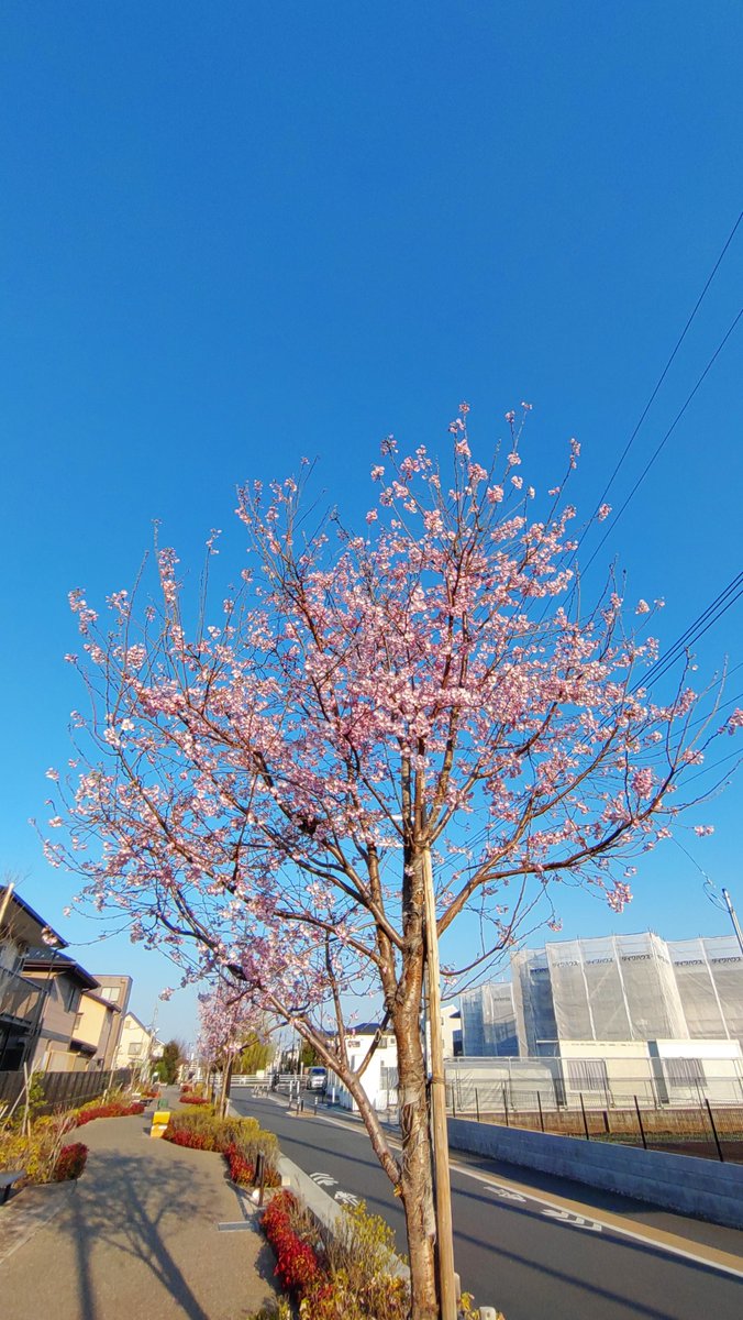 北風が少し寒い朝☀けれどしっかりと春の訪れを感じます🌸
髪切ってさっぱりと春満喫しましょ✂
本日も宜しくお願い致します。
#おはようございます #調布 #理容室 #床屋 #予約詳細はHPより #LINE予約  #夕方枠延長中