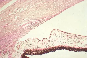 د. همام 🇨🇦🇸🇦 tweet media