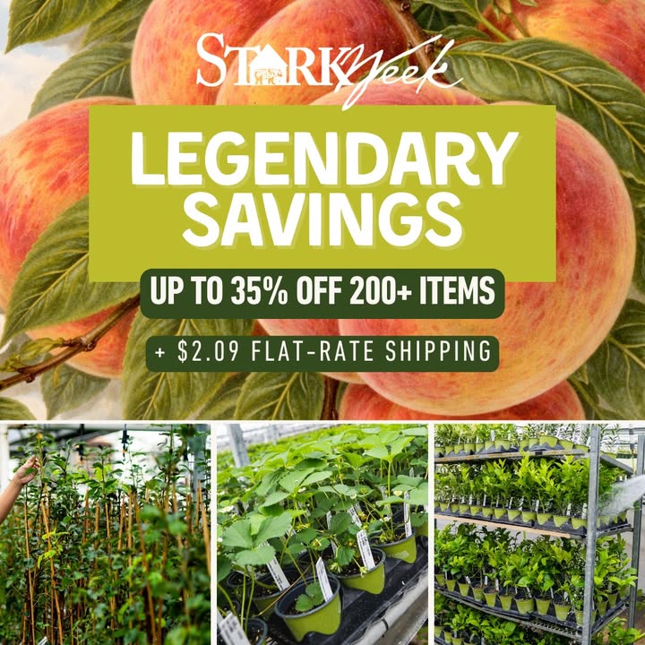 Stark Bro's tweet media