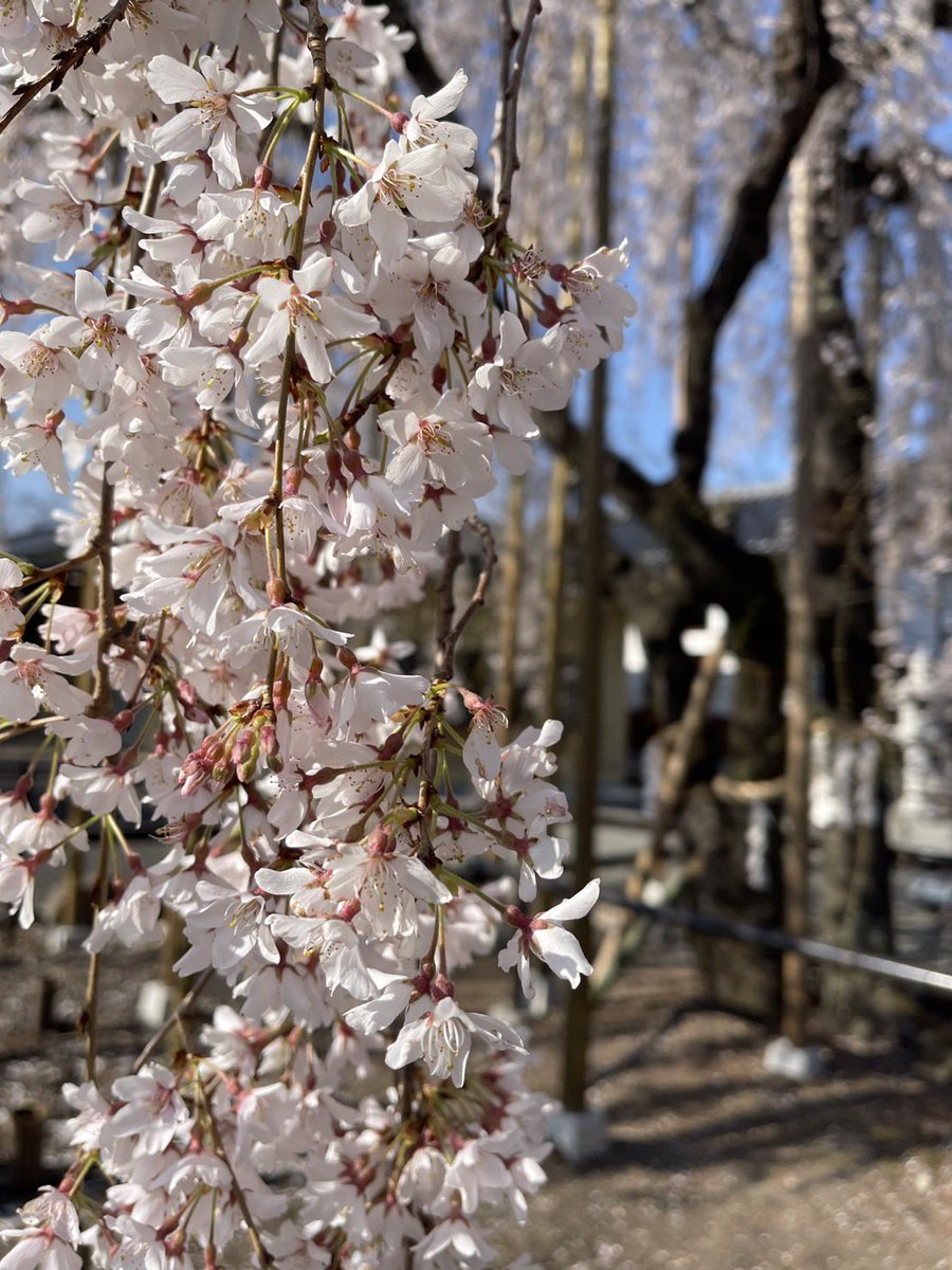 有限会社フリージア tweet media