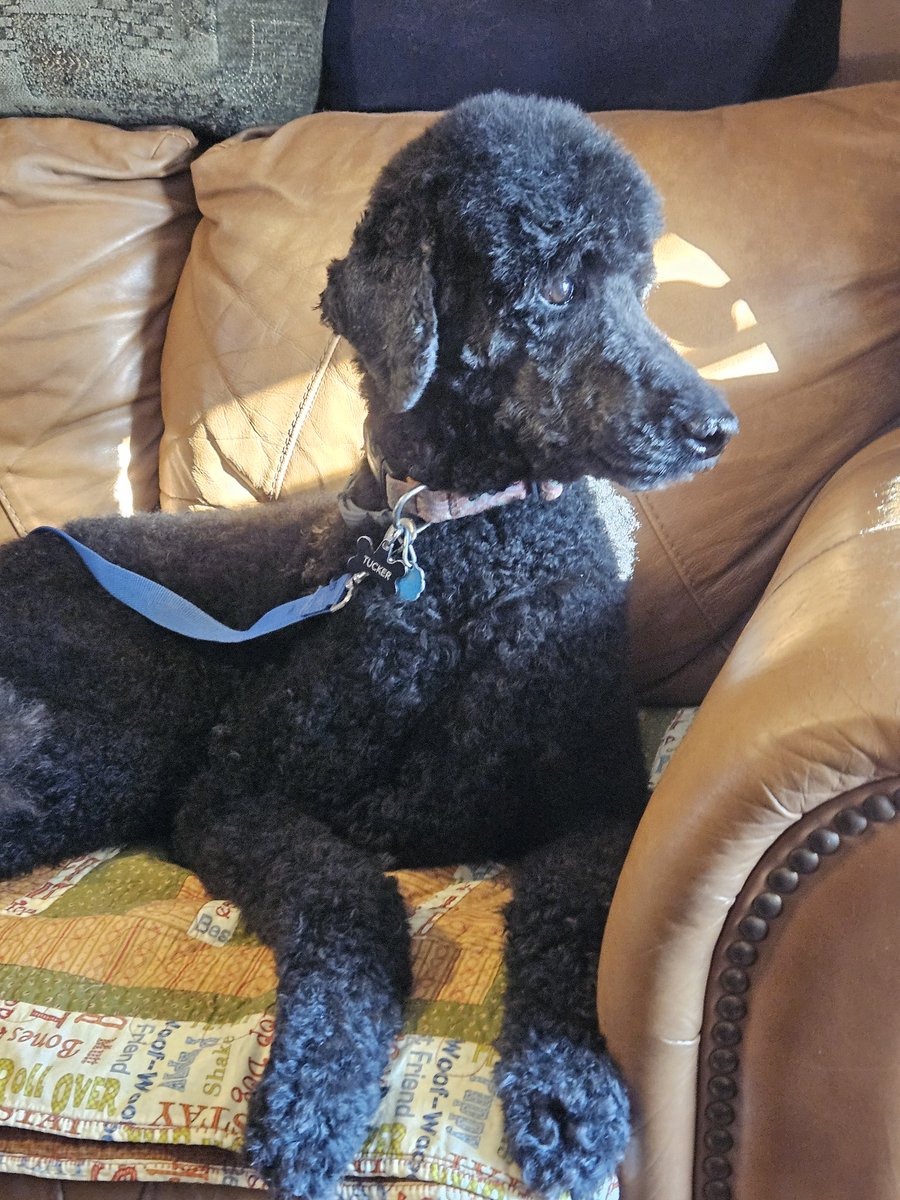 SerialDog tweet picture