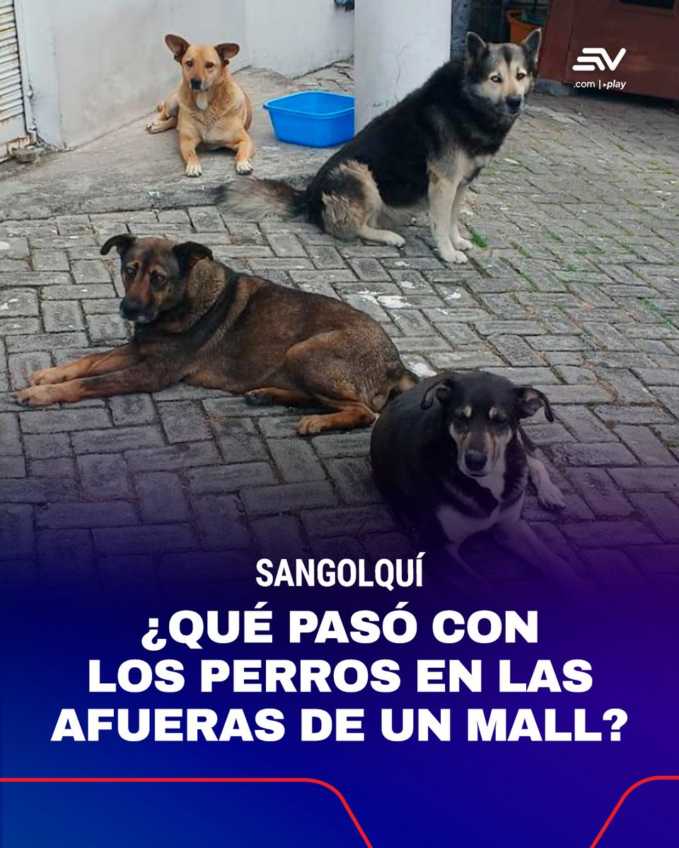 Comunidad Quito tweet media