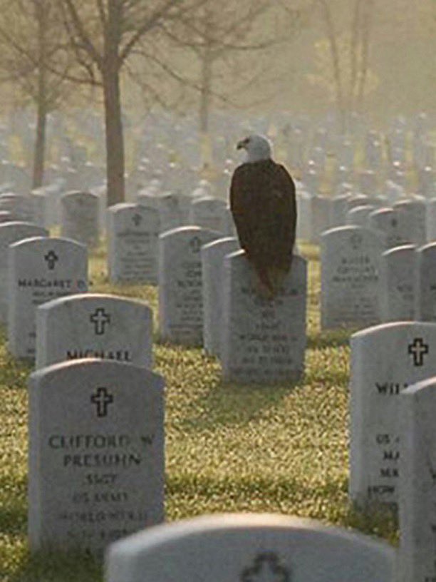 Roxanne (Roxy)♥️🙏🇺🇸🌹 tweet media