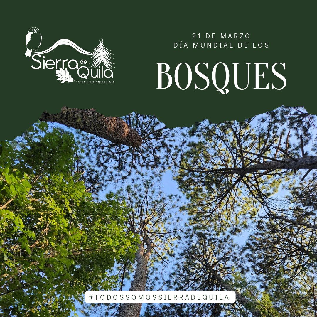 En el marco del Día Mundial de los Bosques, reconocemos la importancia de conservar y proteger ecosistemas forestales como los presentes en #SierraDeQuila, un área clave para la preservación de la biodiversidad y el equilibrio ambiental en nuestra región 🍃