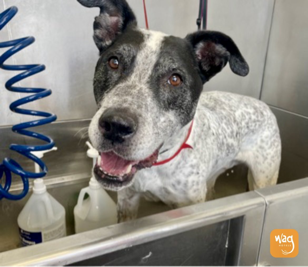 Pagan220's tweet photo. @catturd2 Meet Mister Cody! Bath time at @WagHotels 🐾🛁 https://t.co/Yn4MszBxk7