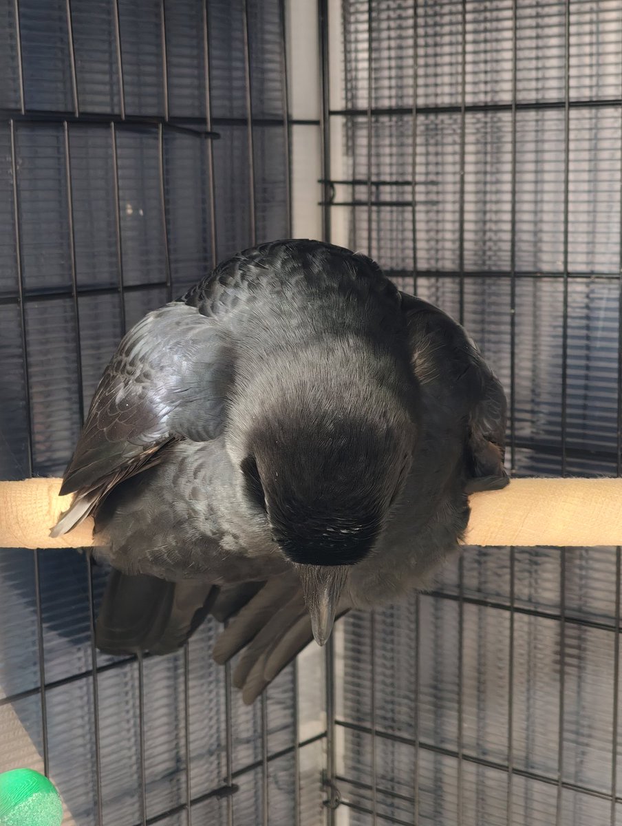 霙色🐝 tweet media