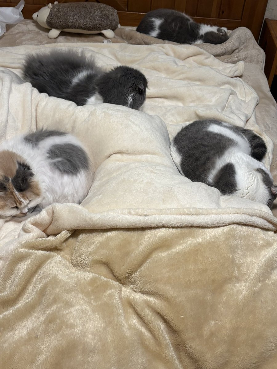 昨夜はこの中になんとか潜り込んで寝たアタシ…