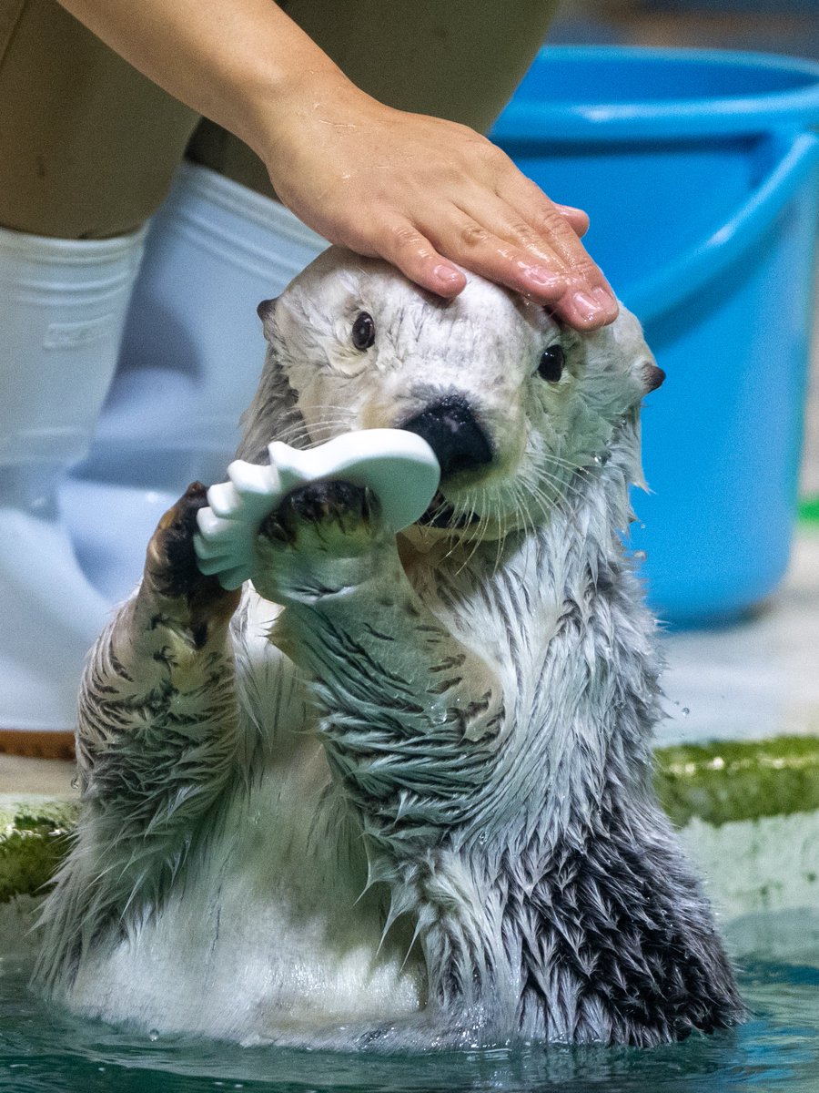 スコンブ3rd tweet media