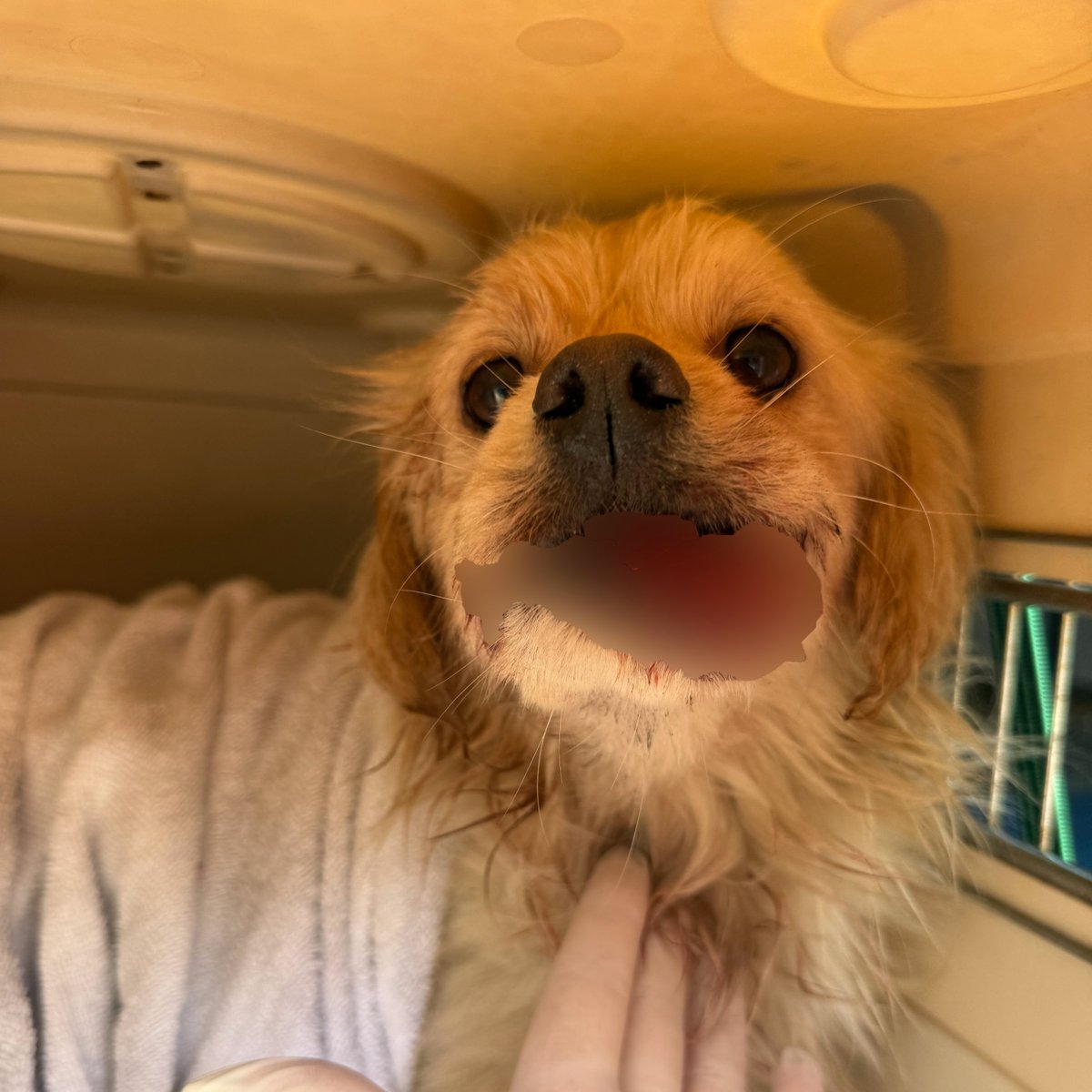 Houston SPCA tweet media