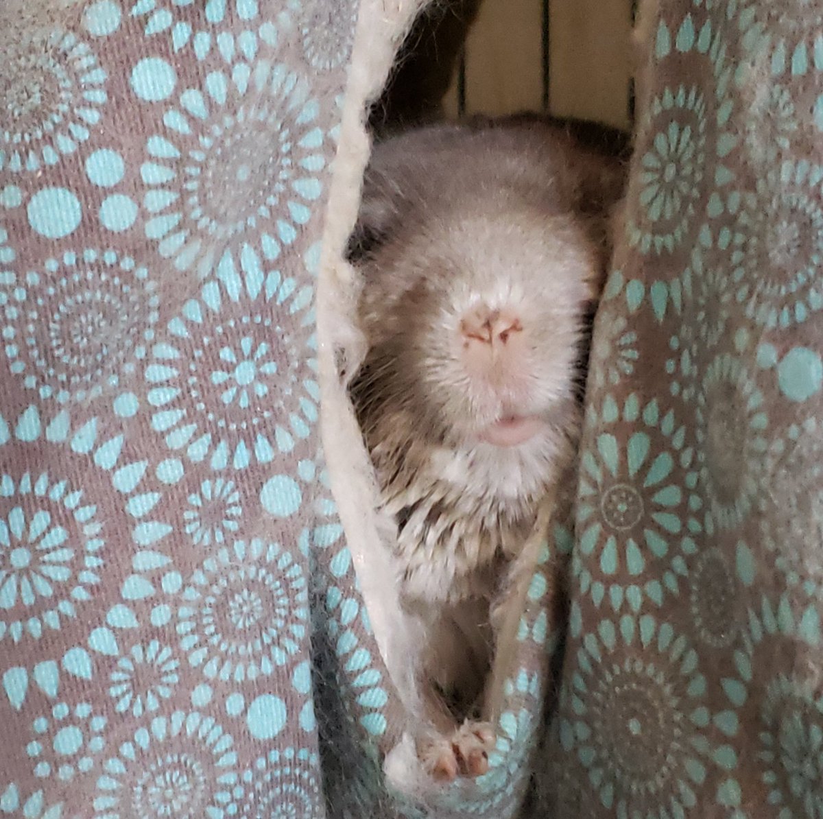 AlyssaFerrariVO tweet media