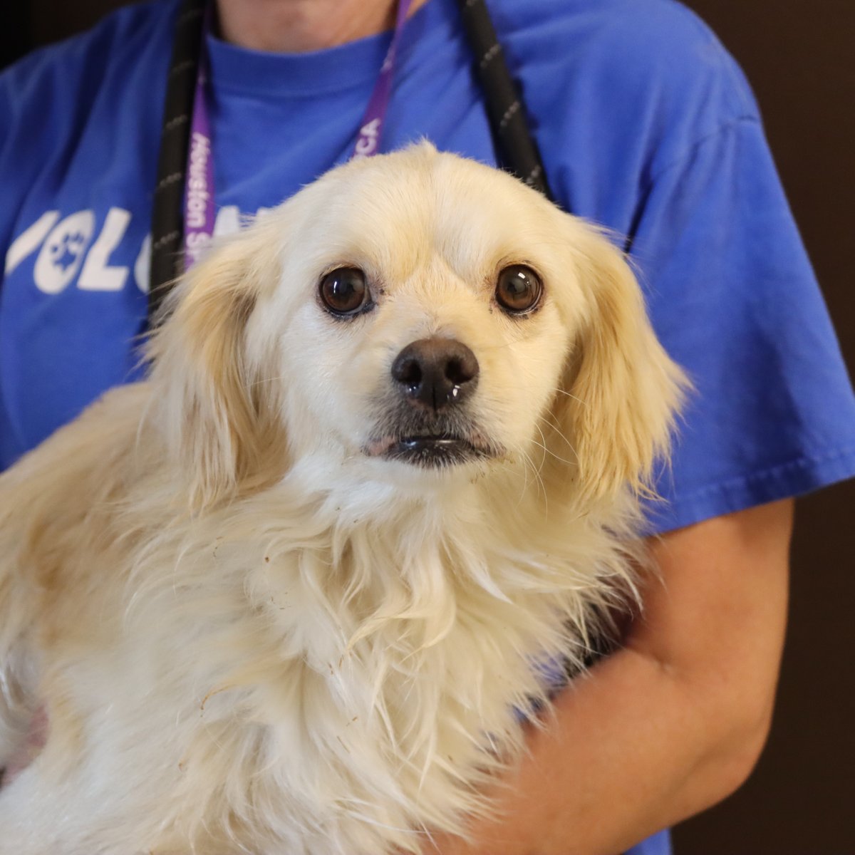 Houston SPCA tweet media