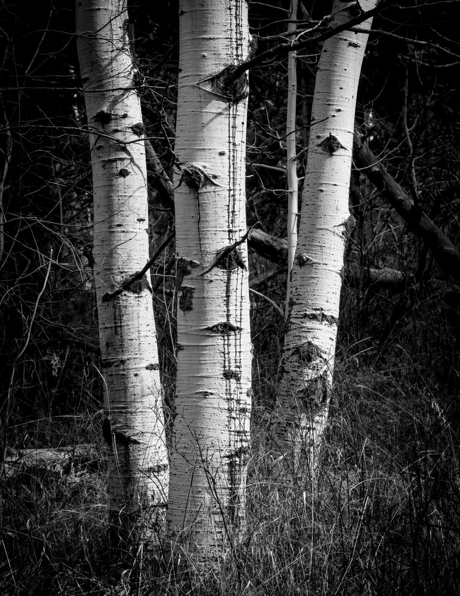 Dan Kinghorn tweet media