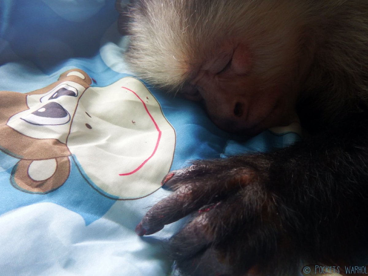 Pockets Warhol tweet media