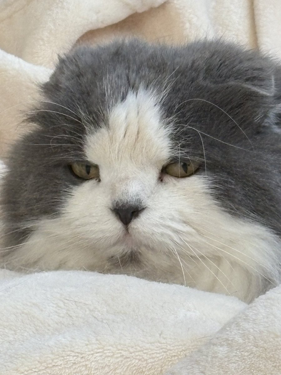 アップにすると眉間のシワと怖い表情がハッキリするすず嬢😰