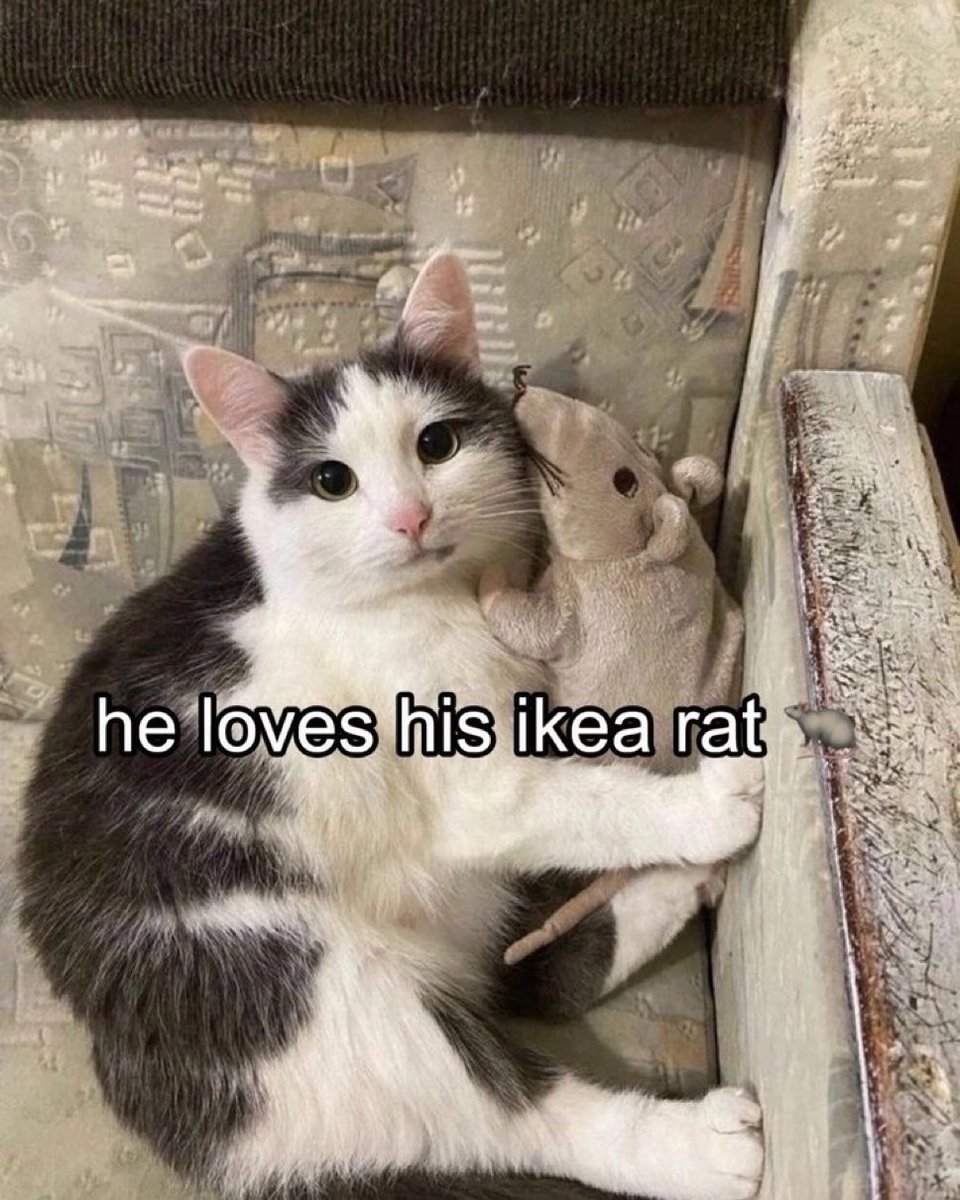 raccoon aesthetic. (@raccoonesthetic) on Twitter photo 