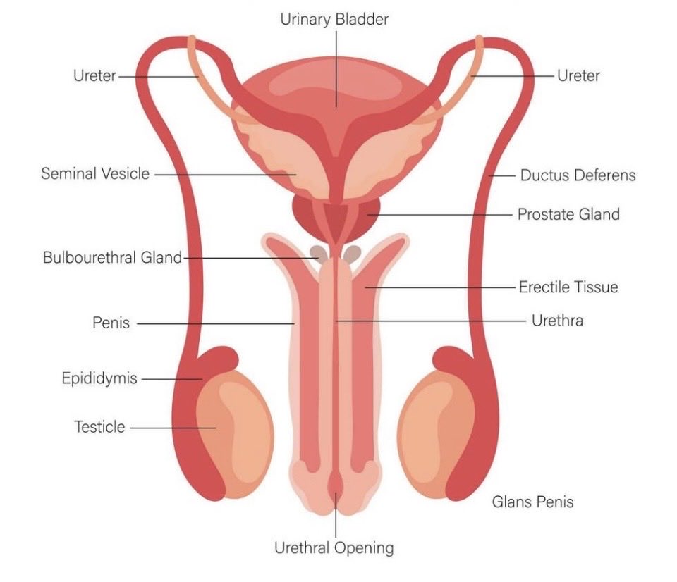 I͓̽m͓̽o͓̽g͓̽e͓̽n͓̽ 💕 tweet media