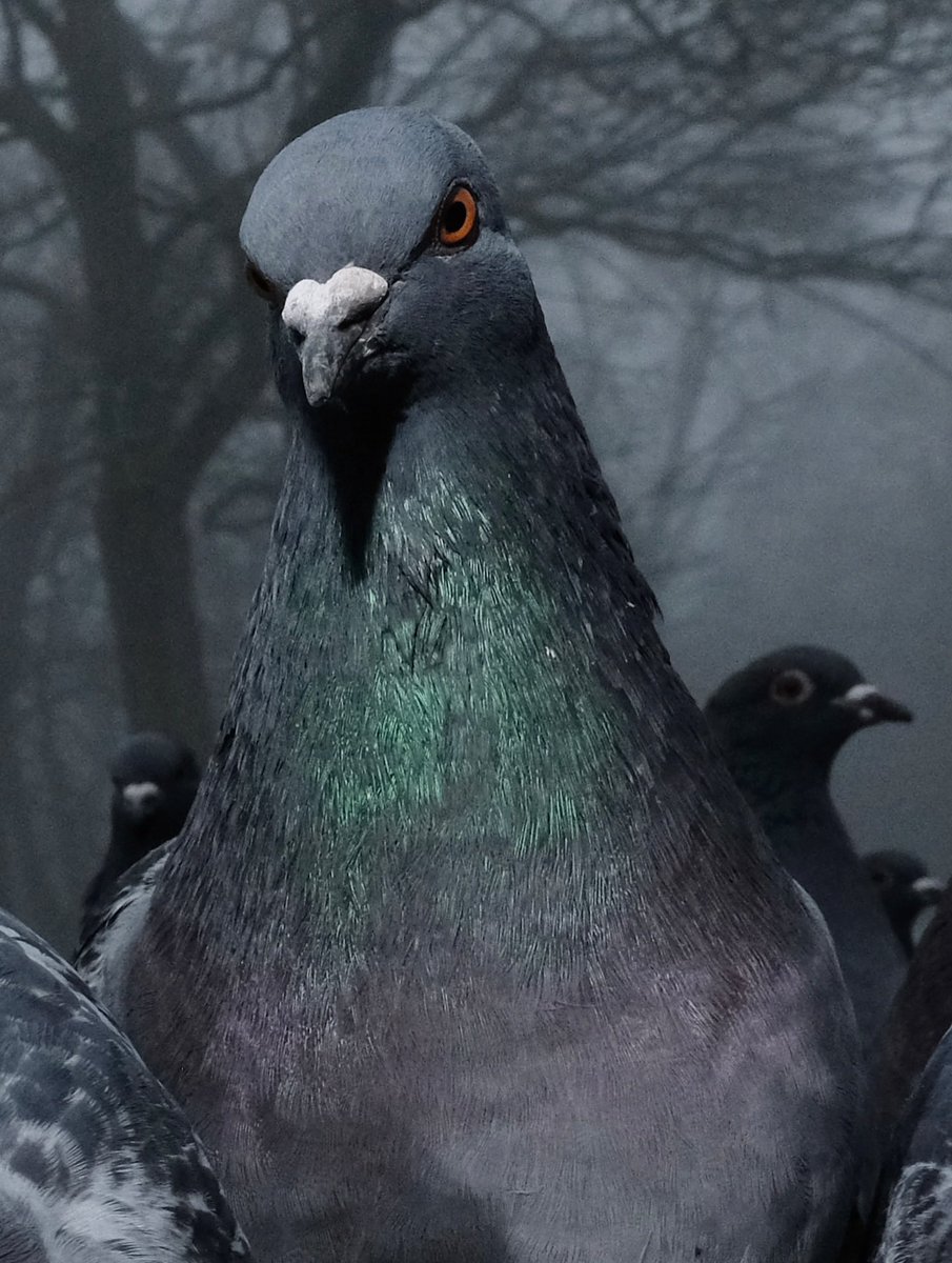 Composition tweet media