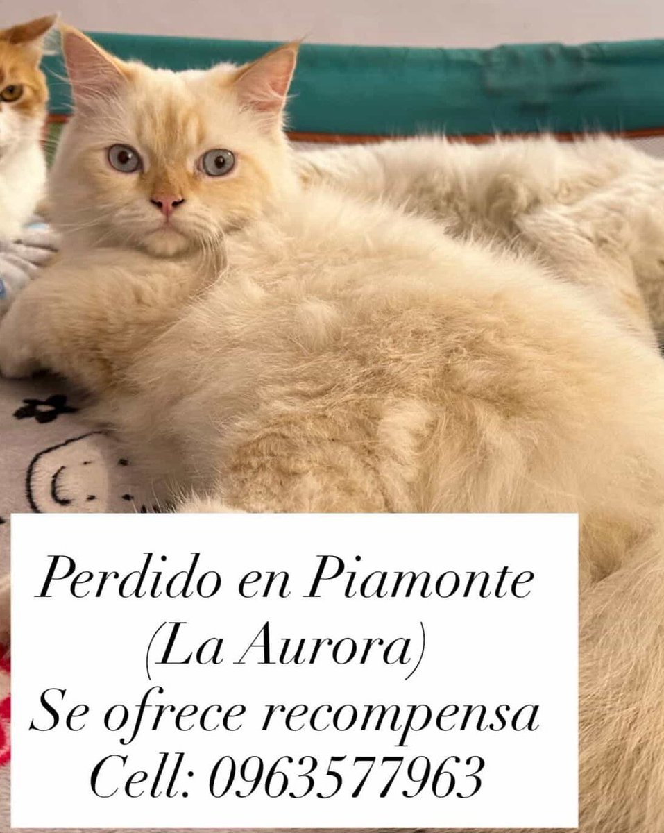 AlertaMePerdi's tweet photo. #PERDIDO #DAULE
Nombre: #COTTONE
Fecha: 07/03/26
Sector: Norte, Vía Salitre (vial 1), Urb. Piamonte
Sexo: Macho
Raza: Persa
Obsv.: Corte león, pelaje color beige, esterilizado
Contacto: 0984286667
SE OFRECE RECOMPENSA
¡Ayúdalo a volver con su familia!
#AlertaMePerdí https://t.co/zM5NkHiuAa