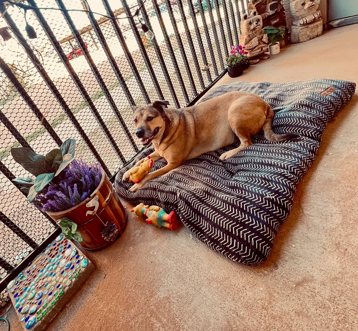 Aspasiapso's tweet image. She pays no bills, contributes nothing, and still smiles like this every day 😭🐾

#DogLife #SpoiledDog #HappyDog #Pitbullmastiff