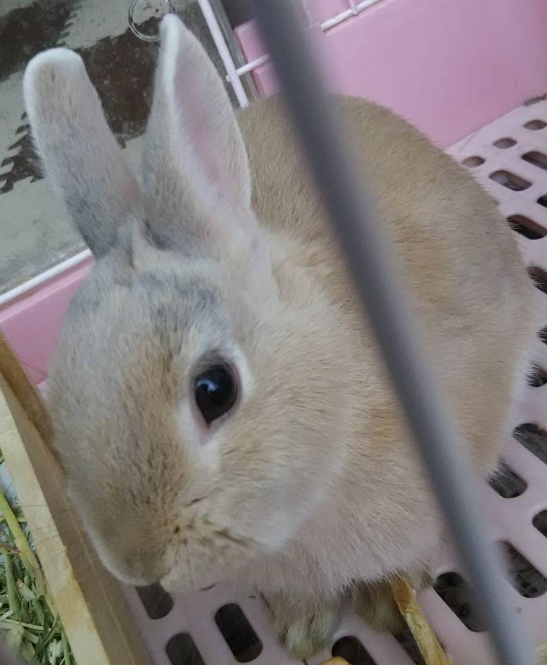 🐰プリおもリンふくRABBIT 🐇 tweet media