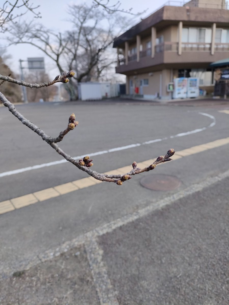 宮城県柴田町観光物産協会 tweet media