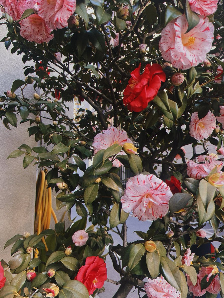 Миканчик✨🌸 tweet media