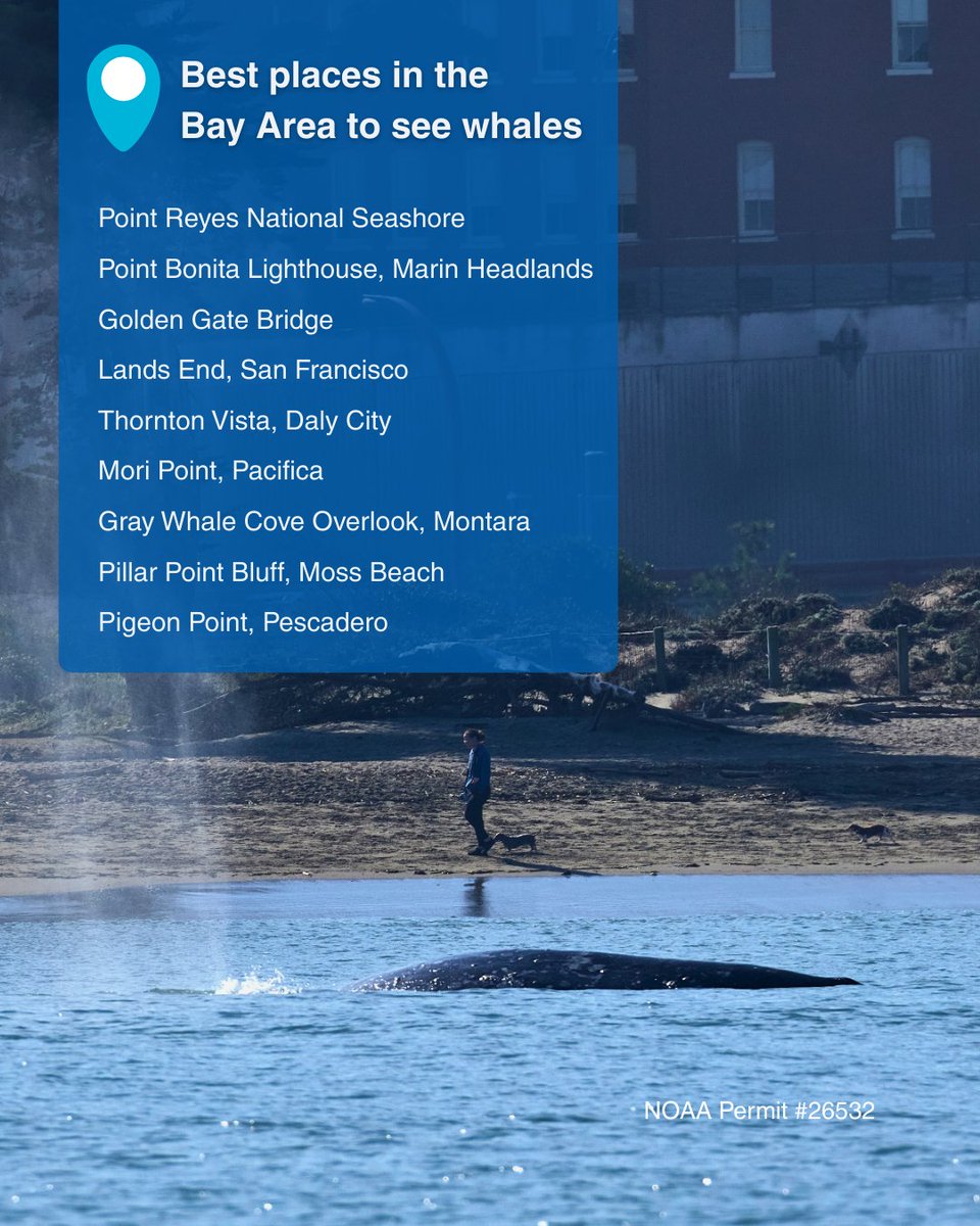 TMMC's tweet image. 🐋 Save this #BayArea #WhaleWatching guide!

📷 Photos &amp;amp; videos were taken by Darrin Allen with a zoom lens from a permitted research vessel. You must stay at least 100 yards away from whales while recreating on watercraft.

#SFBay #OceanLovers #OceanLife #Spring