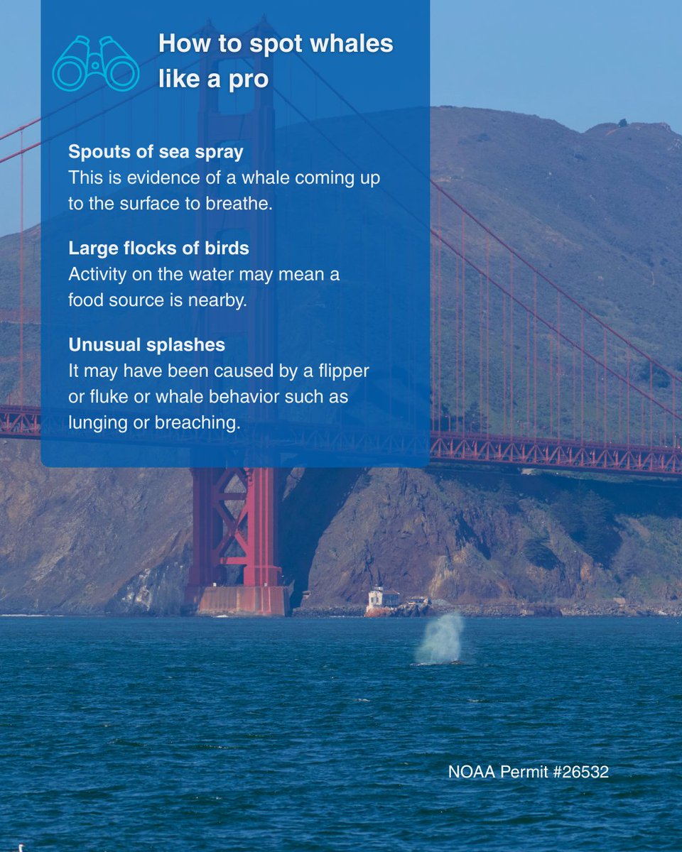 TMMC's tweet image. 🐋 Save this #BayArea #WhaleWatching guide!

📷 Photos &amp;amp; videos were taken by Darrin Allen with a zoom lens from a permitted research vessel. You must stay at least 100 yards away from whales while recreating on watercraft.

#SFBay #OceanLovers #OceanLife #Spring