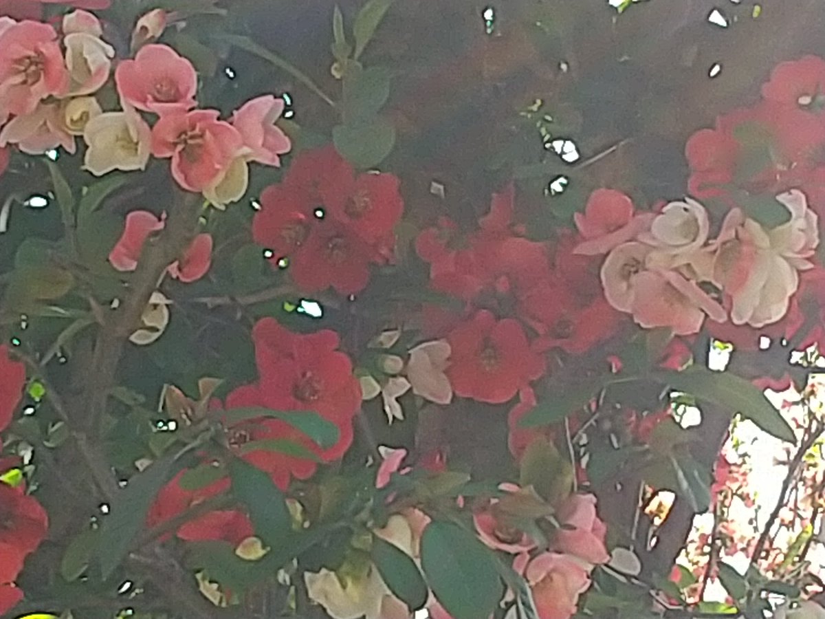 ボケの花
