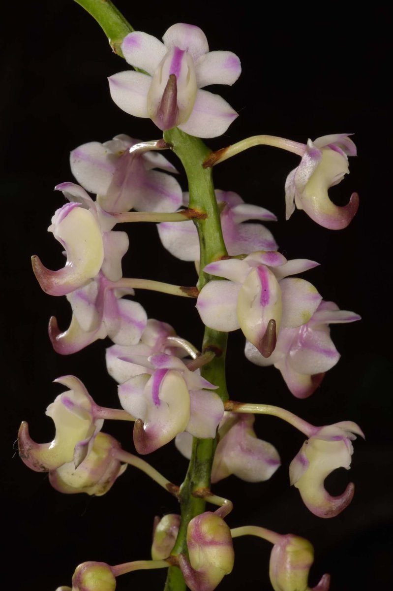 Naresh Swami tweet media