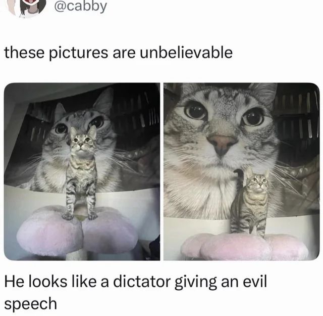 Cool Cat Society tweet media