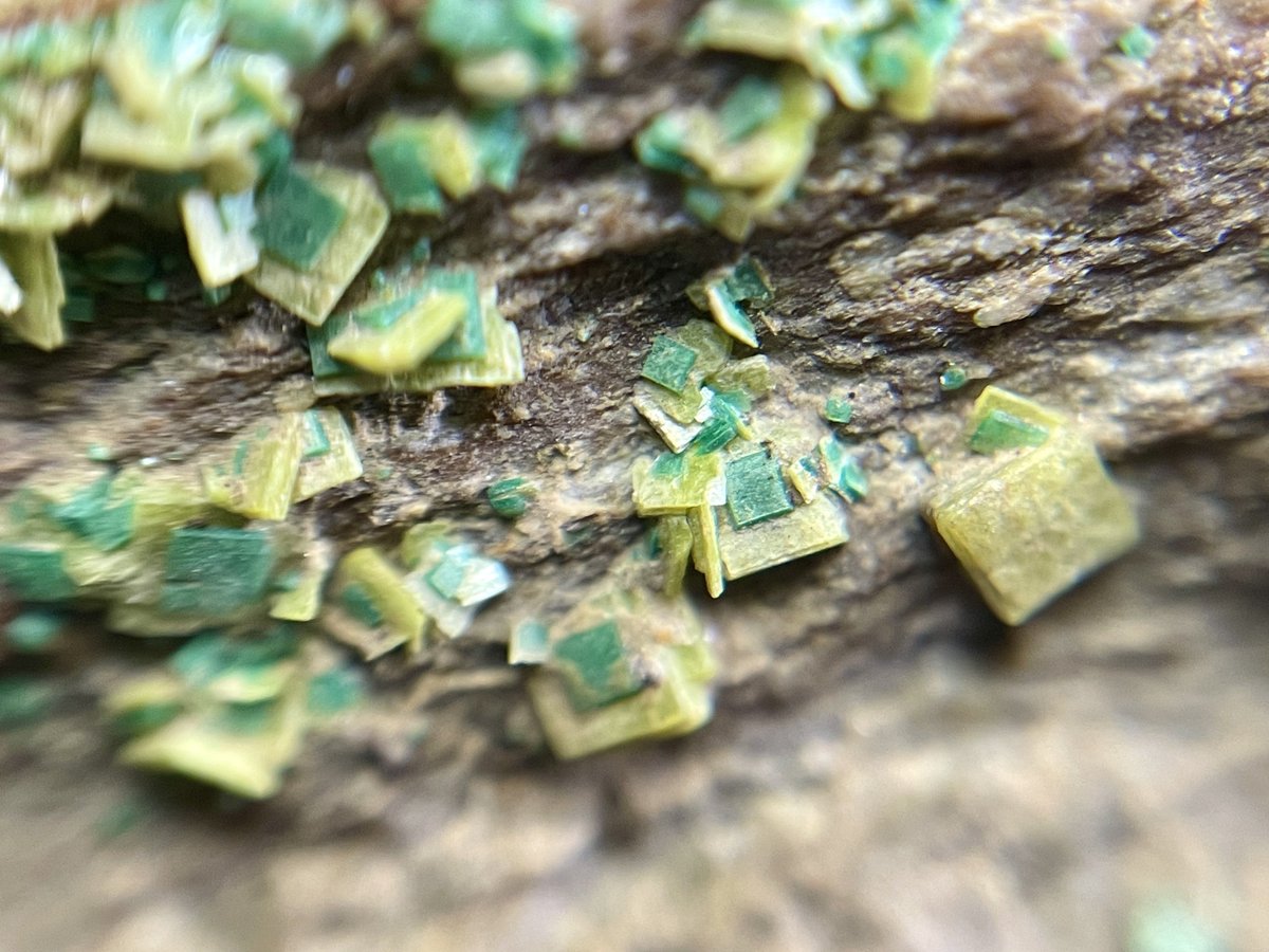 天然逆さめがね tweet media