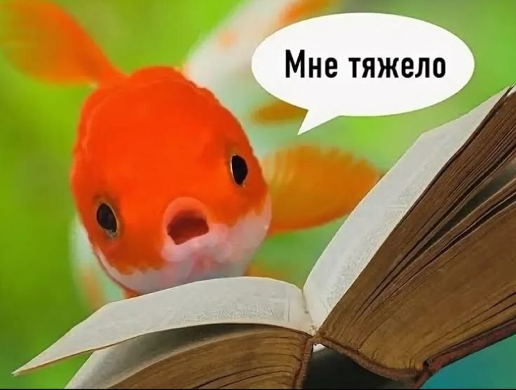 🐑сущность в виде одуванчика🐑 tweet media