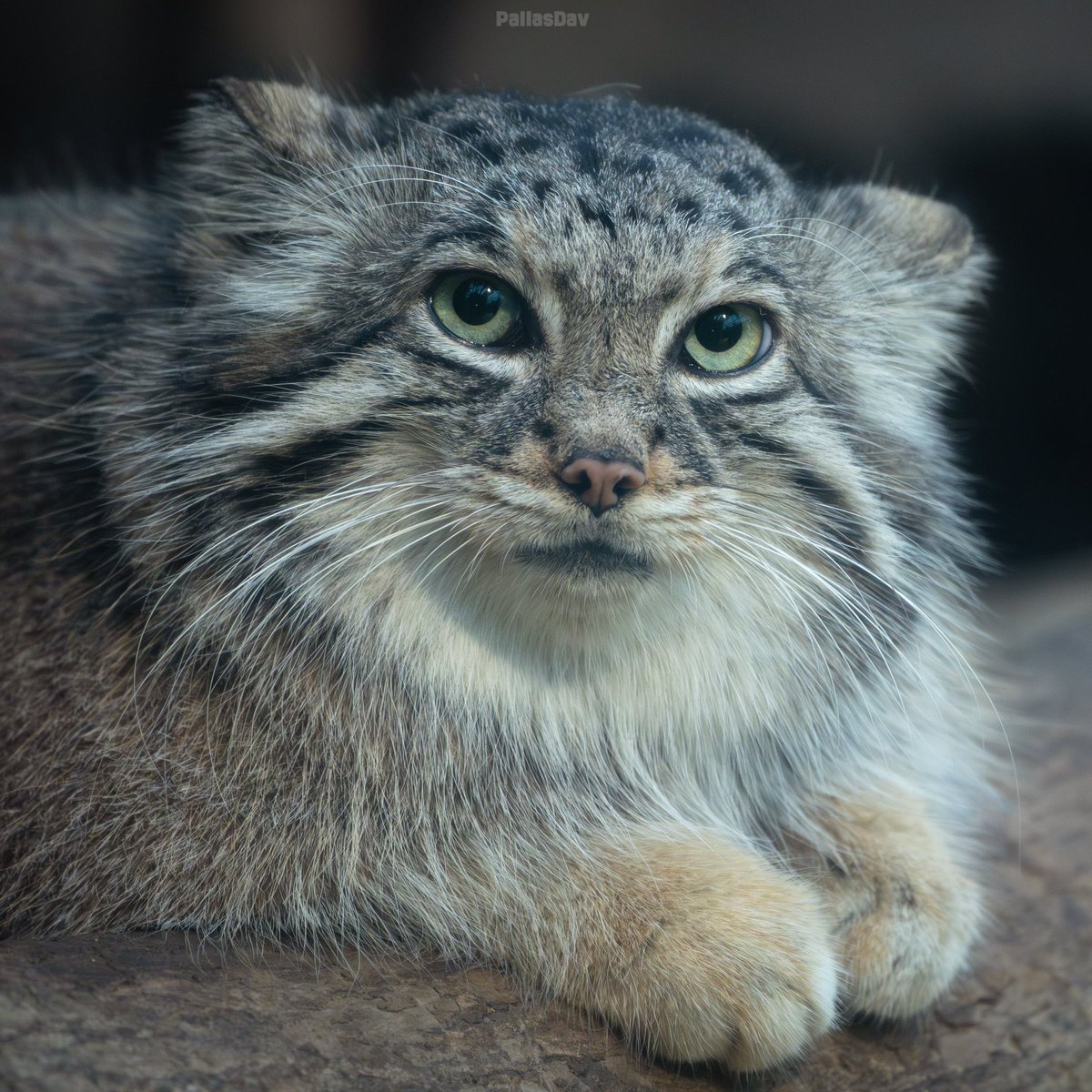 King Floppa II 🇮🇷 tweet media